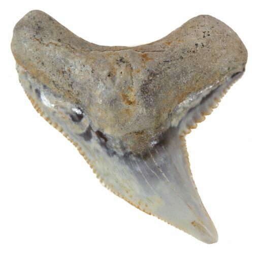 Colorful Fossil Tiger Shark (Galeocerdo) Tooth - Virginia #53508